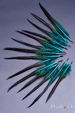 Faisan doré queue - 15-20 cm - jade-carmin